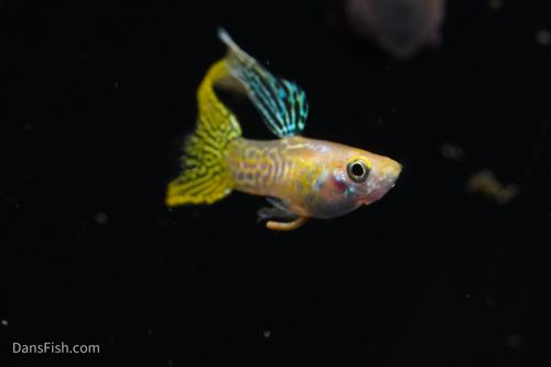 Yellow Lace Double Sword Guppy