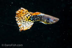 Yellow Metal Mosaic Guppy