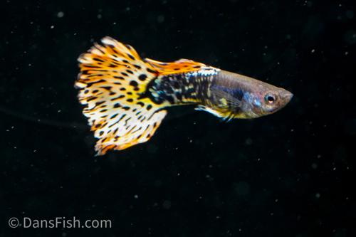 Yellow Metal Mosaic Guppy