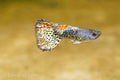 Yellow Metal Mosaic Guppy