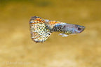 Yellow Metal Mosaic Guppy