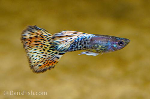 Yellow Metal Mosaic Guppy