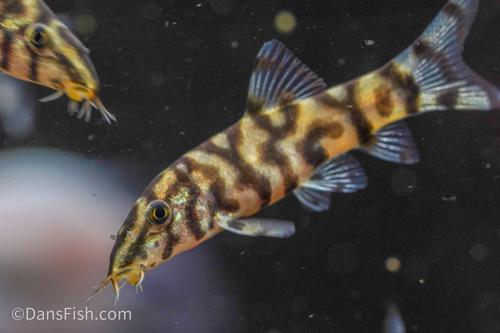 YoYo Loach
