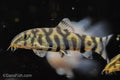 YoYo Loach