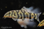 YoYo Loach