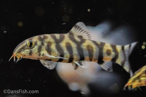 YoYo Loach