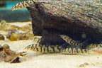 YoYo Loach
