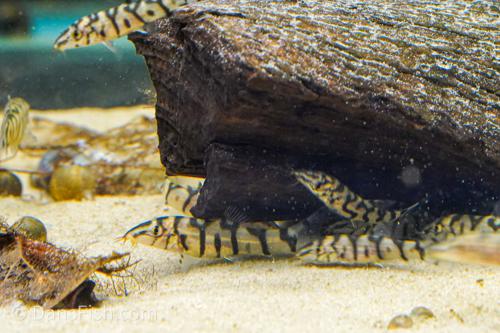 YoYo Loach