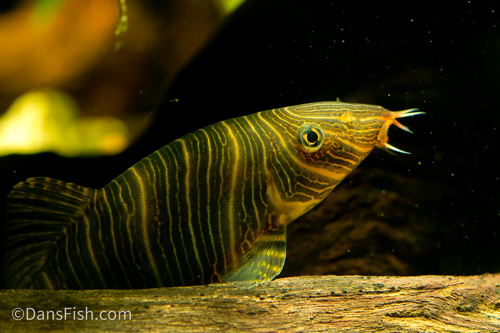Zebra Loach
