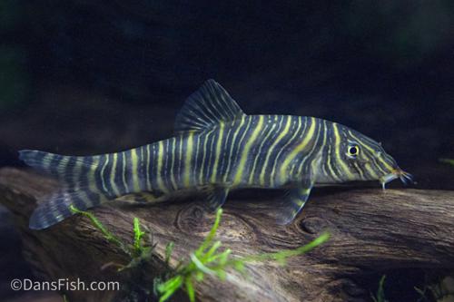 Zebra Loach