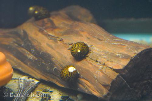 Zebra Nerite Snail, (3 pack)