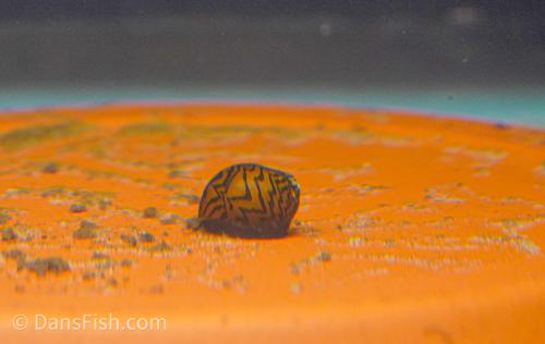 Zebra Nerite Snail, (3 pack)