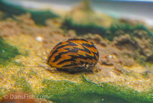 Zebra Nerite Snail, (3 pack)