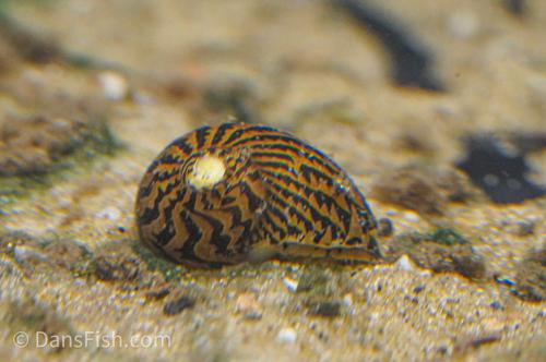 Zebra Nerite Snail, (3 pack)