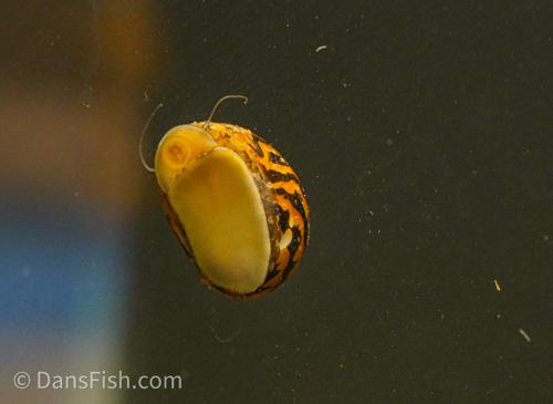 Zebra Nerite Snail, (3 pack)
