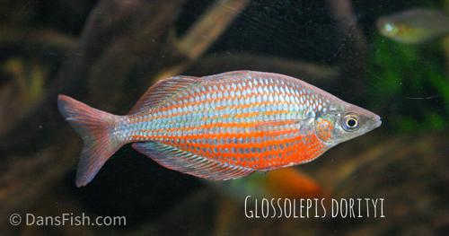 Zig-Zag Rainbowfish