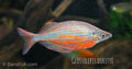Zig-Zag Rainbowfish