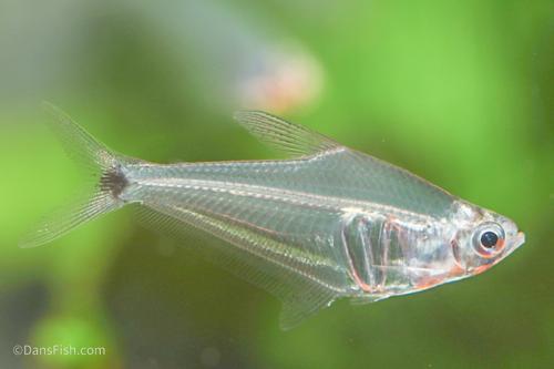 Pi Tetra
