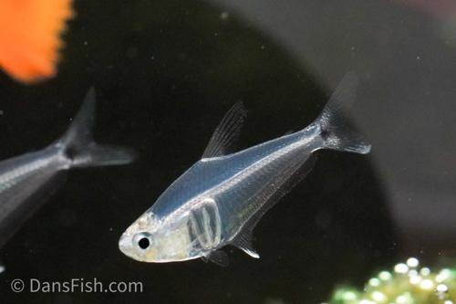 Pi Tetra