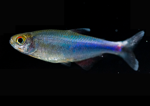 Blue Cochu Tetra