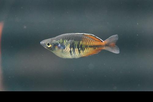 Boesemani Rainbowfish