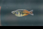 Boesemani Rainbowfish