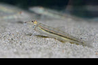 Horseface Loach