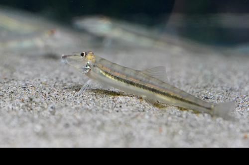 Horseface Loach