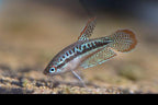 Sparkling Gourami