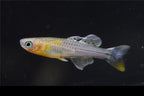 Spotted Blue Eye