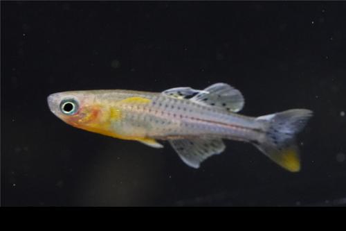 Spotted Blue Eye