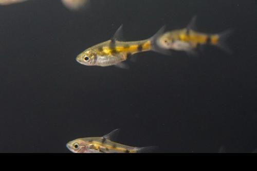 Golden Dwarf Barb