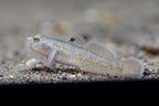 Red Spot Goby