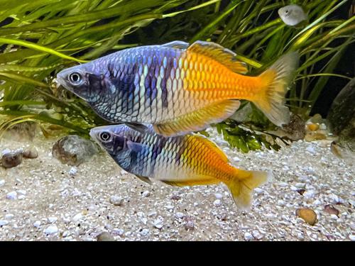 Melanotaenia boesemani "Aytinjo"