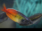 Melanotaenia boesemani "Aves Creek"