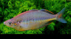Glossolepis sp. "Gidomen Village"