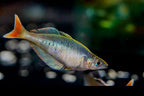 Party Animal Rainbowfish