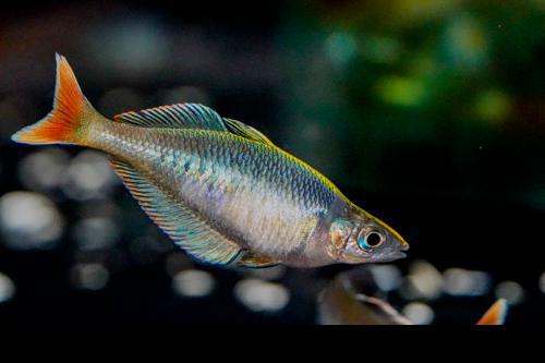Party Animal Rainbowfish