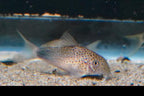 Smudge Spot Cory