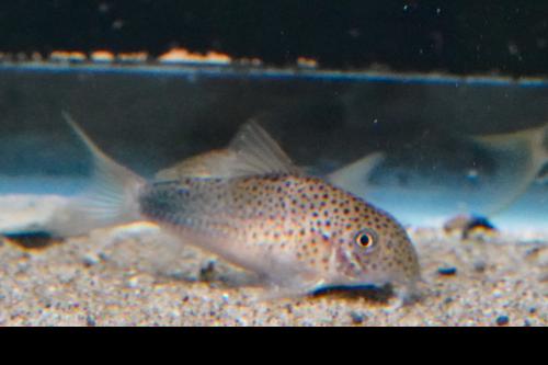 Smudge Spot Cory
