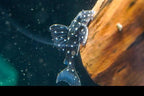 L201 Snowball Pleco