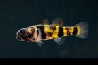 True Freshwater Bumblebee Goby