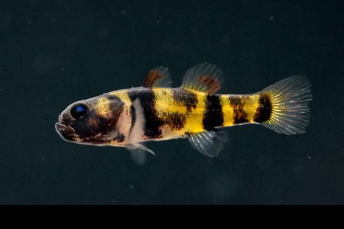 True Freshwater Bumblebee Goby