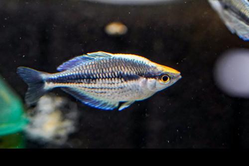 Kamaka Rainbowfish