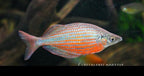 Zig-Zag Rainbowfish