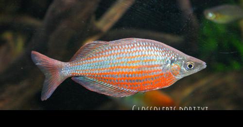 Zig-Zag Rainbowfish