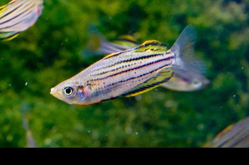 Melanotaenia sahulensis 'Skull Creek'