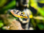 Pea Puffer