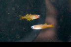 Pseudomugil ivantsoffi