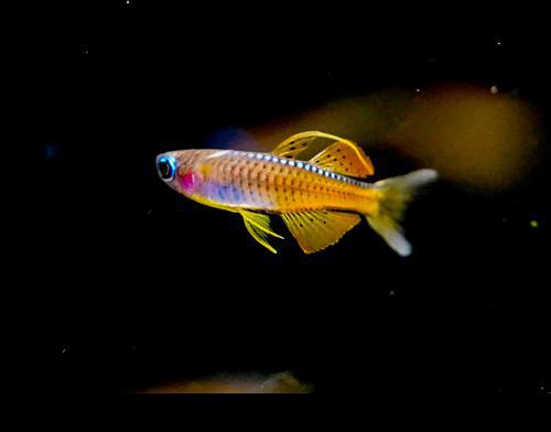 Red Neon Blue Eye Rainbow